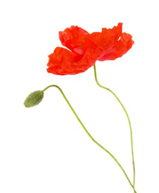 Gran Canaria 'dan Flora - Papaver rhoeas, beyaz arka planda izole edilmiş gelincik