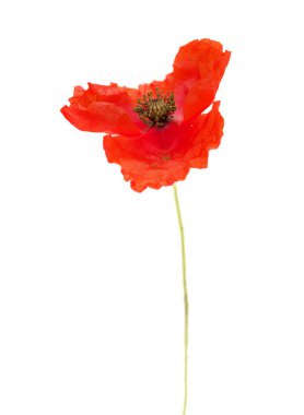 Gran Canaria 'dan Flora - Papaver rhoeas, beyaz arka planda izole edilmiş gelincik