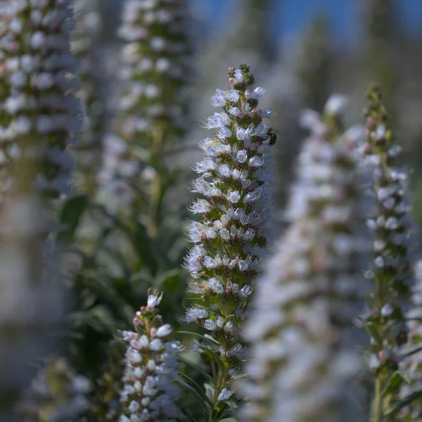 Gran Canaria Echium Callithyrsum Tenteniguada 의푸른 서식하는 매크로 — 스톡 사진