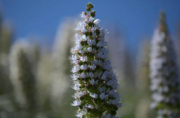 Flora Gran Canaria Echium Kallithyrsum Blå Bugloss Tenteniguada Endemisk För — Stockfoto