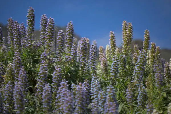 大加那利群岛的植物区系 伊希姆海百合 天牛的蓝色嗡嗡声 岛上特有的 自然的大花背景 — 图库照片