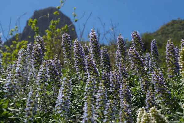 Gran Canaria Echium Callithyrsum Tenteniguada 의푸른 서식하는 매크로 — 스톡 사진