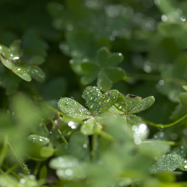 Plants Drops Dew Morning Natural Macro Floral Background — Stock Photo, Image