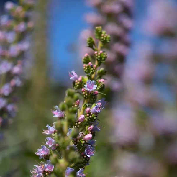 大加那利群岛的植物区系 伊希姆海百合 天牛的蓝色嗡嗡声 岛上特有的 自然的大花背景 — 图库照片