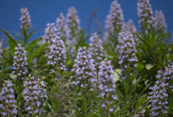 Flora Von Gran Canaria Echium Callithyrsum Blauer Glanz Von Tenteniguada — Stockfoto