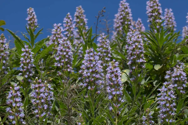 Flora Din Gran Canaria Echium Callithyrsum Luciu Albastru Din Tenteniguada — Fotografie, imagine de stoc