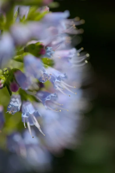 Flore Gran Canaria Echium Callithyrsum Bugloss Bleu Tenteniguada Endémique Île — Photo