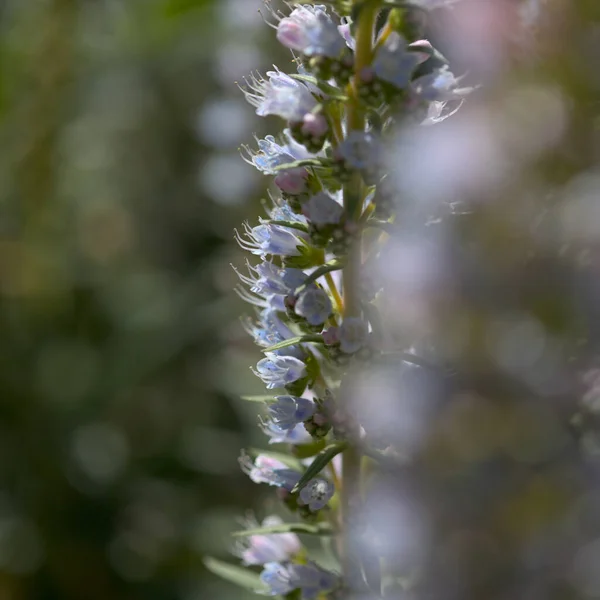 Flora Gran Canaria Echium Callithyrsum Blue Bugloss Tenteniguada Endemic Island — Stock Photo, Image