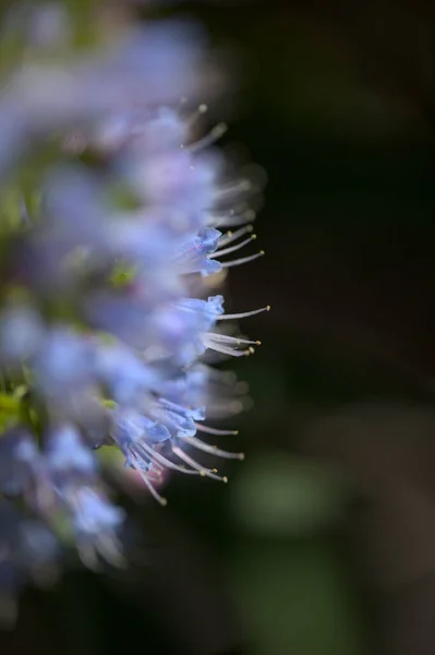 Flore Gran Canaria Echium Callithyrsum Bugloss Bleu Tenteniguada Endémique Île — Photo