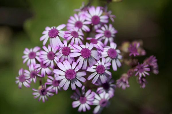 グラン カナリアの花 ペリカリスのマゼンタの花Webbii 島に固有の 自然なマクロの花の背景 — ストック写真