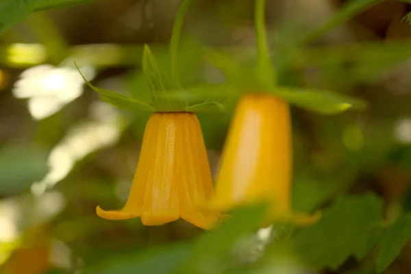 Flóra Gran Canaria Canarina Canariensis Kanárské Zvonice Přírodní Makrokvětinové Pozadí — Stock fotografie