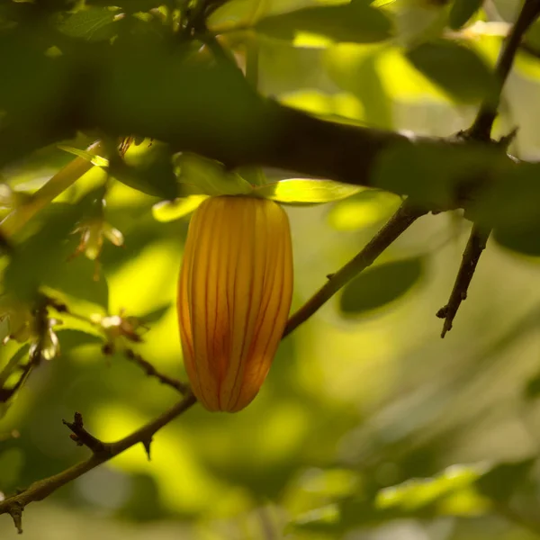 Flora Gran Canarii Canarina Canariensis Canary Bellflower Naturalne Makro Kwiatowe — Zdjęcie stockowe