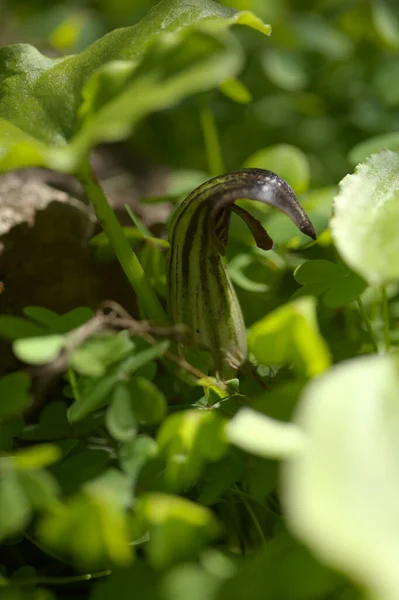 グラン カナリアの花 アリザラムの奇妙な茶色の花 Simorrhinum Natural Macro花の背景 — ストック写真