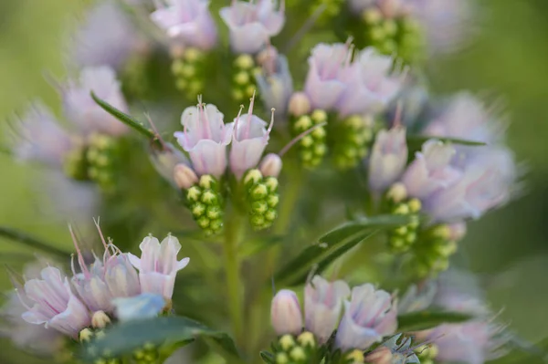 Flora Gran Canaria Echium Callithyrsum Bugloss Azul Tenteniguada Endémica Ilha — Fotografia de Stock