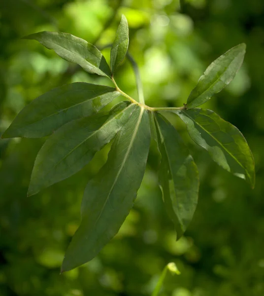 Gran Canarias Flora Dracunculus Canariensis Endemisk För Kanarieöarna Och Madeira — Stockfoto