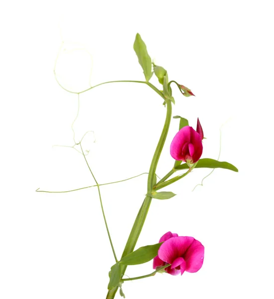 Flora Gran Canaria Lathyrus Tingitanus Tangier Pea Natural Macro Floral — 스톡 사진