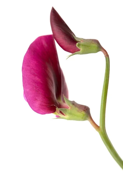グラン カナリアの花 ラシルス ティニタヌス タンジェ エンドウ自然マクロ花の背景 — ストック写真