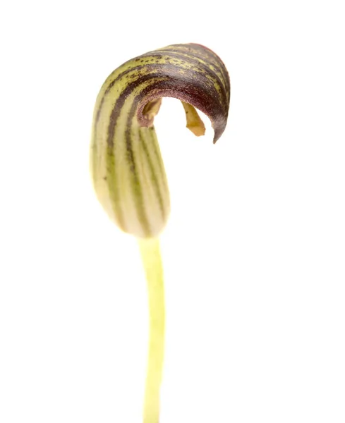 Flora Gran Canaria Estranhas Flores Castanhas Arisarum Simorrhinum — Fotografia de Stock