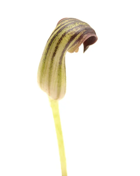 Flora Van Gran Canaria Vreemde Bruine Bloemen Van Arisarum Simorrhinum — Stockfoto