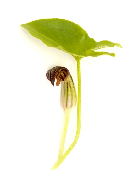 Флора Гран Канария Странные Коричневые Цветы Arisarum Simorrhinum — стоковое фото