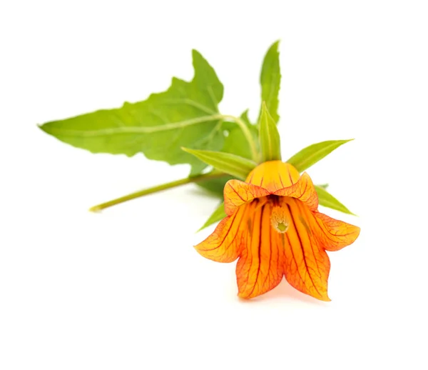 Флора Гран Канария Canarina Canariensis Canary Bellflower Натуральный Макрофлористический Фон — стоковое фото