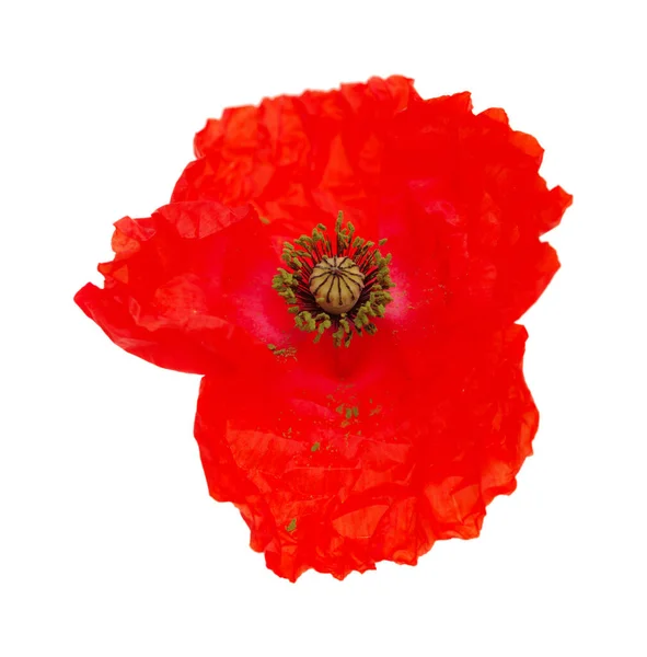 Flora Van Gran Canaria Papaver Rhoeas Papaver Geïsoleerd Witte Achtergrond — Stockfoto