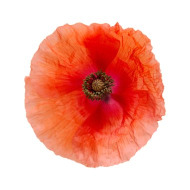 Gran Canaria 'dan Flora - Papaver rhoeas, beyaz arka planda izole edilmiş gelincik