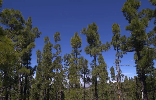 Флора Гран Канария Pinus Canariensis Огнеупорная Канарская Сосна Способная Восстанавливаться — стоковое фото