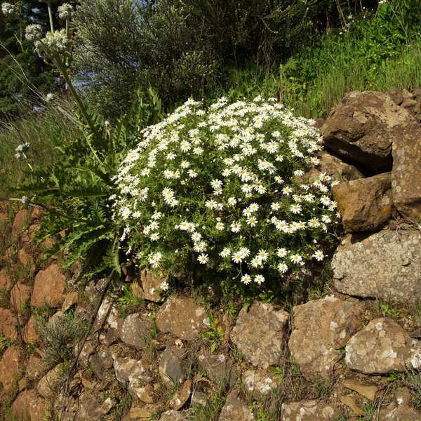 Flora Gran Canaria Argyranthemum Margarida Endémica Das Ilhas Canárias — Fotografia de Stock