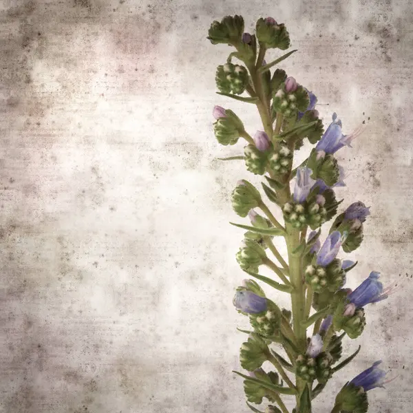 Quadrato Elegante Vecchio Sfondo Carta Strutturata Con Fiori Blu Echium — Foto Stock