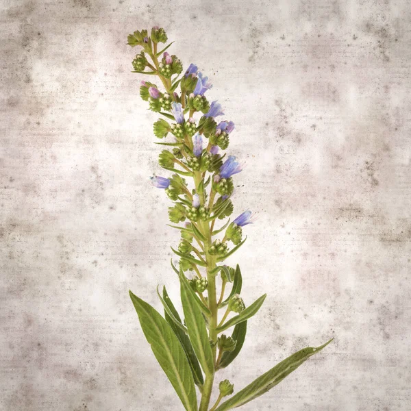 Quadrado Elegante Fundo Papel Texturizado Velho Com Flores Azuis Echium — Fotografia de Stock