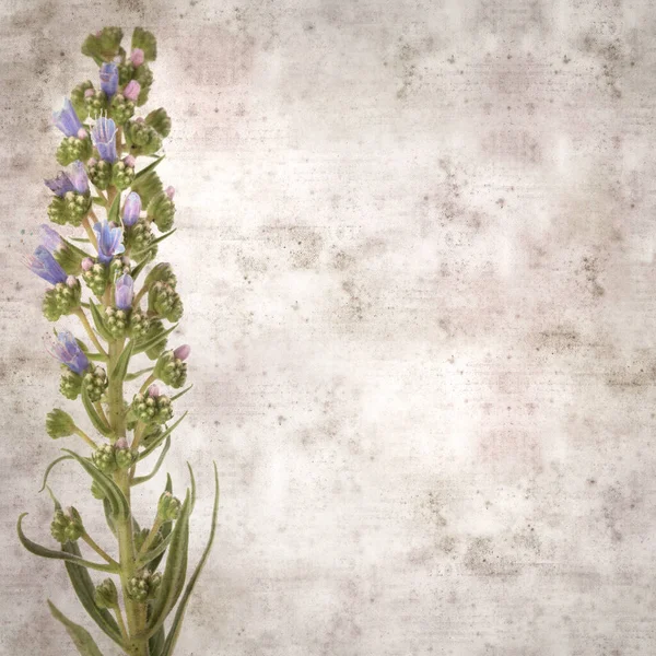 Quadrado Elegante Fundo Papel Texturizado Velho Com Flores Azuis Echium — Fotografia de Stock