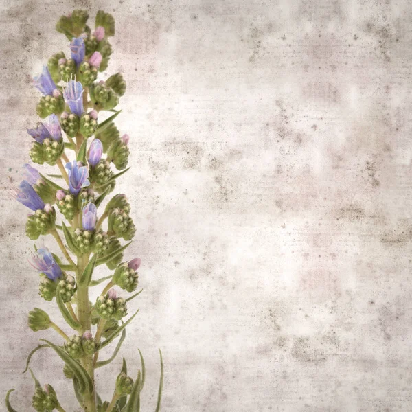 Quadrado Elegante Fundo Papel Texturizado Velho Com Flores Azuis Echium — Fotografia de Stock