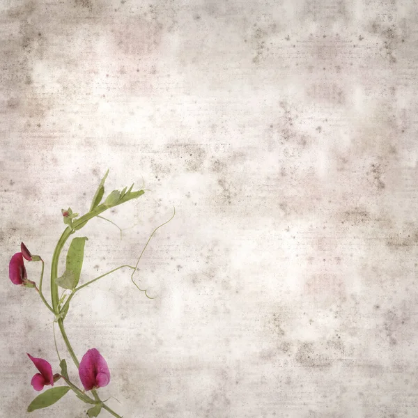 Square Stylish Old Textured Paper Background Dark Purple Flowers Lathyrus — Stock Photo, Image