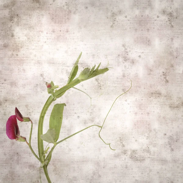 Čtvercový Stylový Starý Texturovaný Papír Pozadí Tmavě Fialové Květy Lathyrus — Stock fotografie