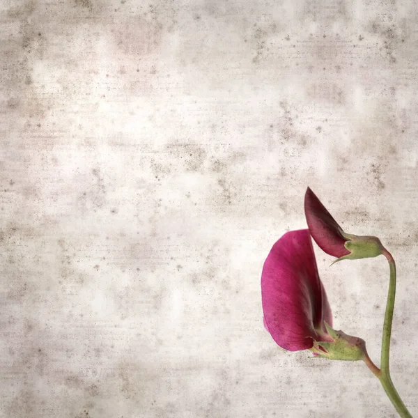 正方形のスタイリッシュな古いテクスチャの紙の背景と暗い紫色の花のラティルスティニタヌス タンジェエンドウ豆 — ストック写真