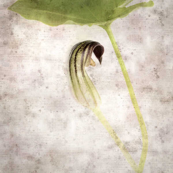 スクエアスタイリッシュな古い質感の紙の背景とアリザラムの奇妙な茶色の花 Simorrhyum — ストック写真