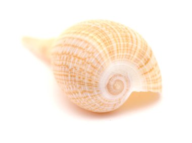 Açık kahverengi-turuncu incir kabuğu beyaz arkaplanda izole edildi