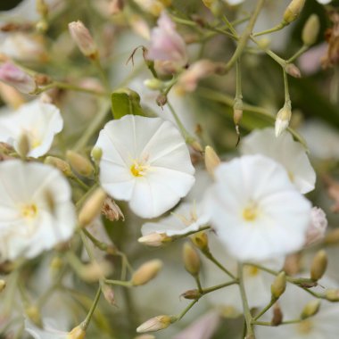 Gran Canaria 'dan Flora - Convolvulus Floridus, Kanarya Adalarına özgü bitki, doğal makro çiçek geçmişi