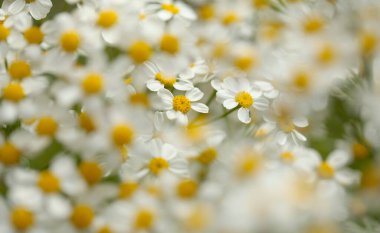 Gran Canaria 'dan Flora - Tanasetum ferulaceum, rezene yapraklı tansi adaya özgü doğal makro çiçekli arkaplan
