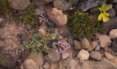Gran Canaria 'dan Flora - Limonyum pectinatum, doğal çiçek arkaplanı