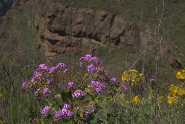 Büyük Kanarya, adanın merkezi anıtsal bölgesinin manzarası Agaete Vadisi 'nin üst kesiminde yürüyüş rotası, kahve plantasyonlarıyla ünlü. 