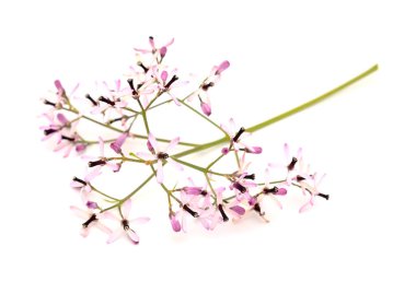 Melia azedarach, çinberiye ağacı soluk leylak çiçekleri beyaz arka planda izole edilmiş 