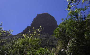 Gran Canaria, yürüyüş güzergahı ariund Tenteniguada köy Valsequillo belediyesi, mavi bugloss çiçekleri zamanı