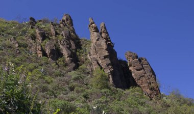 Gran Canaria, yürüyüş güzergahı ariund Tenteniguada köy Valsequillo belediyesi, mavi bugloss çiçekleri zamanı