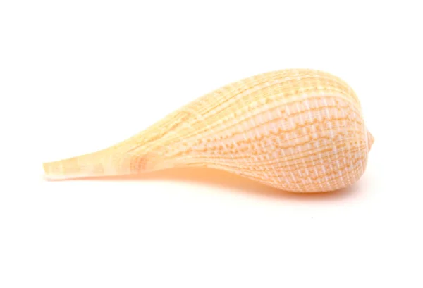 白色の背景に孤立した淡褐色のイチジクの殻 — ストック写真