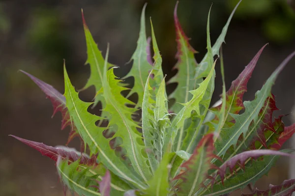 Flora Gran Canaria Hojas Babcockia Platylepis Planta Endémica Isla Fondo —  Fotos de Stock