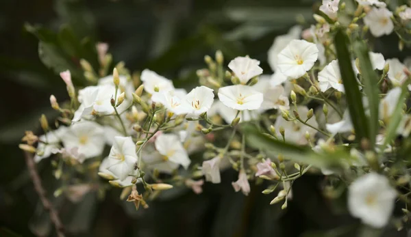 Flora Gran Canaria Convolvulus Floridus Planta Endémica Canarias Fondo Macro — Foto de Stock