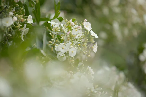グラン カナリアの花 カンヴァラスの花 カナリア諸島特有の植物 自然マクロな花の背景 — ストック写真