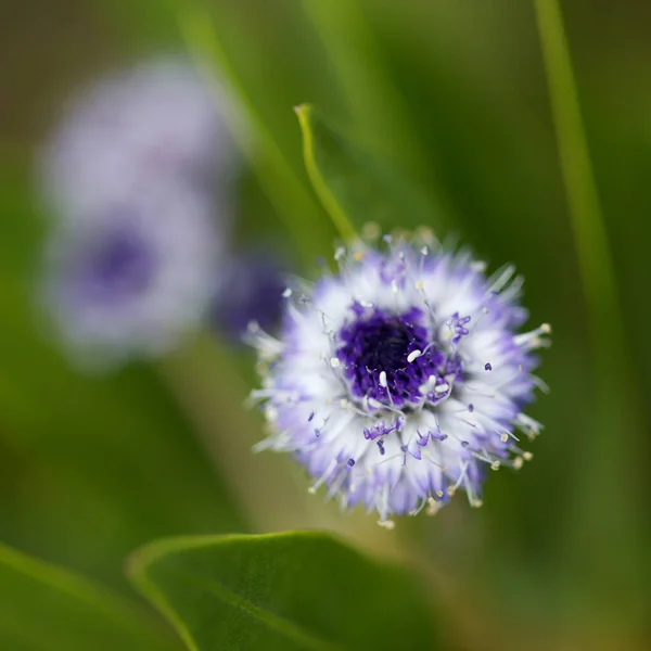 Virág Gran Canaria Kis Halványkék Virágok Globularia Ascanii Földgömb Százszorszép — Stock Fotó